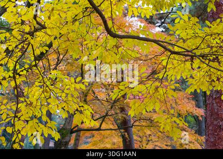 Il Giardino Nazionale Gyoen di Kyoto mette in mostra la bellezza del fogliame autunnale, con vibranti foglie gialle e arancioni che creano una splendida baldacchino. Il giardino, a fo Foto Stock
