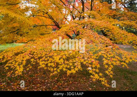 Il Giardino Nazionale di Kyoto Gyoen mette in mostra la vibrante bellezza del fogliame autunnale, con un maestoso albero d'acero al centro della scena. Le foglie dell'albero vengono visualizzate Foto Stock