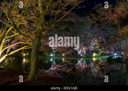 Il Giardino Botanico di Kyoto risplende con l'incantevole illuminazione notturna dei "cicli di luce Kyoto", che segna la celebrazione centenaria del pub più antico del Giappone Foto Stock