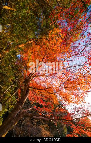 Catturata da un sentiero collinare che si affaccia sul Ginkaku-ji di Kyoto, questa immagine mostra il vivace fogliame autunnale di un albero d'acero. Il ricco An rosso dell’albero Foto Stock