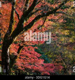 Catturata dal panoramico sentiero collinare che si affaccia su Ginkaku-ji a Kyoto, in Giappone, questa immagine mostra il vibrante fogliame autunnale. I ricchi rossi e le arance Foto Stock