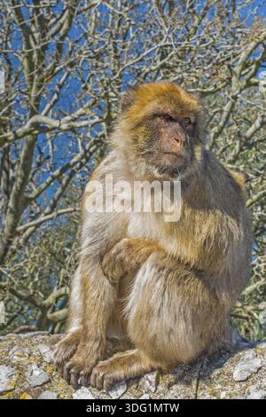 Macachi (Macaca sylvanus) Upper Rock di Gibilterra Foto Stock