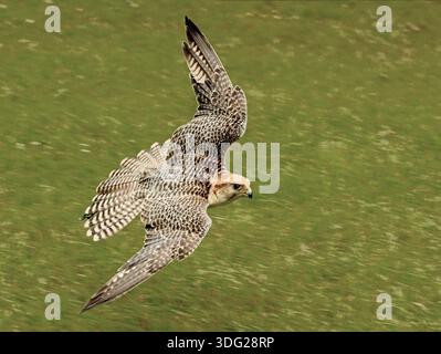 Gyr-Lanner Falcon Hybrid in Flight, Regno Unito Foto Stock