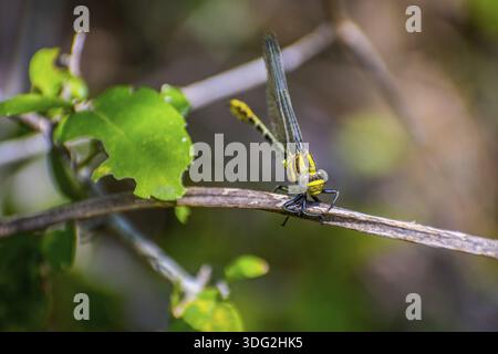 Un ritratto di una libellula comune sulla parte superiore di un ramo in Welasco Foto Stock