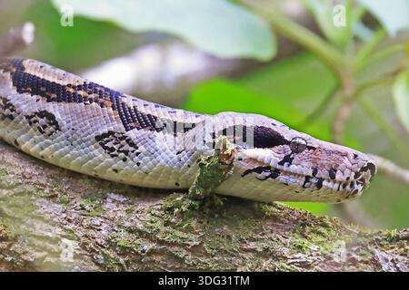 Comune Boa settentrionale (Boa constrictor imperator), animale ritratto, Costa Rica Foto Stock