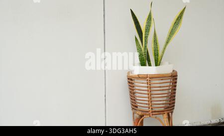 Snake Plant in Wicker Pot on Stand Foto Stock