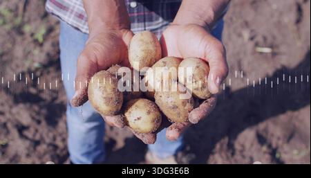 Coppettare un uomo adulto in piedi in terra battuta, tenere le patate sporche, indossare camicia a quadri e jeans Foto Stock