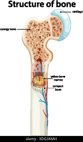 Illustrazione vettoriale dettagliata dell'anatomia ossea umana che mostra osso spugnoso, midollo, cartilagine e vasi Illustrazione Vettoriale