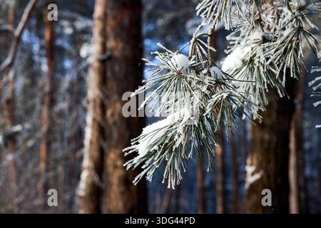 Ramo di pino ricoperto di cristalli di neve. Paesaggio invernale con rami di conifere innevate, primo piano, foto selettiva. Foto Stock