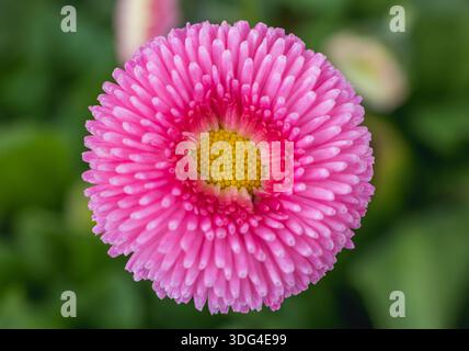 Vista dall'alto simmetrica di una pomponette rosa a margherita in un giardino, Polonia Foto Stock