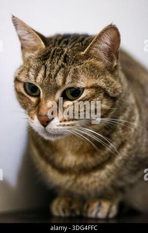 Gatto Tabby domestico, in interni, ritratto da vicino con intensi occhi verdi, in piedi contro una semplice parete bianca. Foto Stock