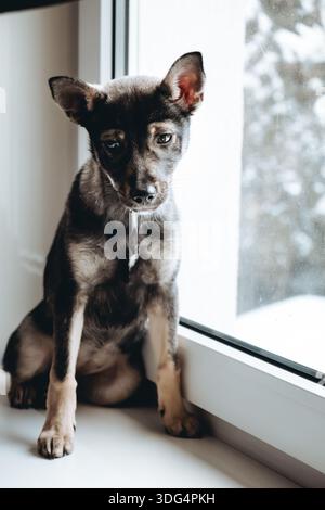 Ritratto di un cane triste che guarda con un aspetto solitario. Senzatetto moggy in una caviglia. Punto di vista colpevole. Concetto di solitudine. Foto verticale. Animale infelice Foto Stock