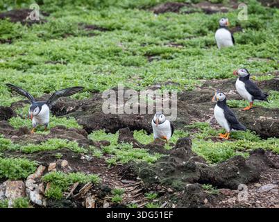 Colonia di puffin (Fratercula Arctica) a Maberly, Elliston, Terranova e Labrador, Canada Foto Stock