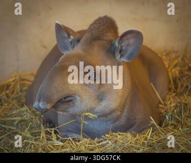 Tapir nel recinto dello zoo: Grandi mammiferi esotici in un ambiente protetto dalla fauna selvatica in cattività Foto Stock