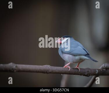 Java Sparrow sulla filiale – Ritratto ravvicinato di Java Finch bianco e grigio in luce naturale Foto Stock