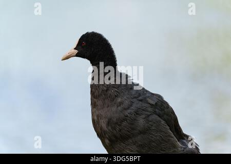 Black Eurasian coot in allerta vicino alle calme acque del lago di Düsseldorf Hofgarten Foto Stock
