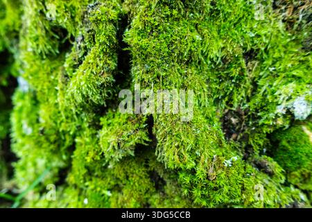 Lussureggiante muschio verde che cresce sulla corteccia degli alberi in una foresta, mettendo in risalto le texture naturali e l'ecologia del bosco Foto Stock