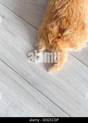 Gambe posteriori di cane piccolo poggiate su un pavimento di legno chiaro Foto Stock