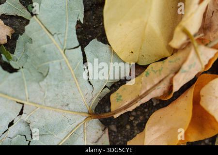 Foglie cadute asciutte e colorate sparse sul marciapiede, creando una trama autunnale Foto Stock