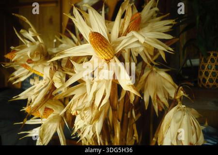 una disposizione decorativa delle orecchie di mais essiccate con le loro bucce e i loro gambi o il mais Foto Stock