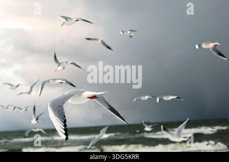 Gabbiani che si innalzano sul mare instabile sotto un cielo nuvoloso Foto Stock
