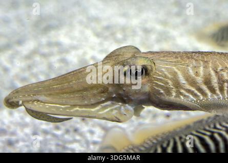 Primo piano della testa di seppie nell'acquario Foto Stock