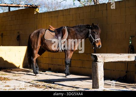 Brown sellò il cavallo in piedi nella Stable Yard durante il Sunny Day Foto Stock