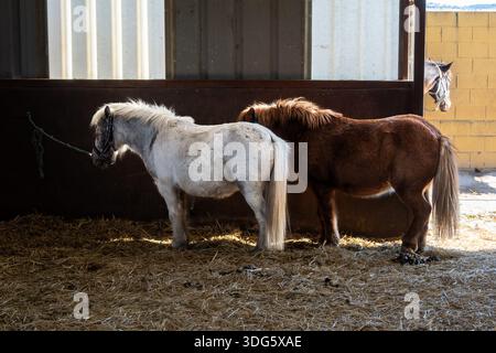 Pony bianchi e marroni in piedi insieme su lettiera di paglia in una stalla Foto Stock