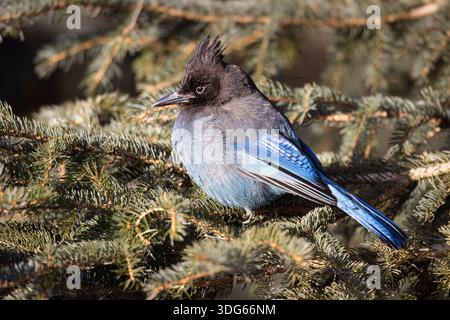 ghiandaia blu e nera di Stellar arroccata su un ramo di pino in una foresta in Alaska, Stati Uniti Foto Stock