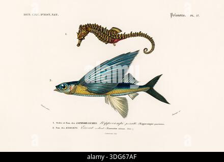 Una squisita incisione in acciaio colorato a mano del XIX secolo dal 'Dictionnaire Universel d'Histoire Naturelle' di Charles Dessalines D'Orbigny (1841-1849). Questa placca scientifica, illustrata da Oudart e incisa da Fournier, presenta due specie marine distinte: Un cavalluccio marino snello (Hippocampus punctutatus, ora Hippocampus reidi) e un pesce volante tropicale a due ali (Exocetus volitans). L'illustrazione è rinomata per i suoi raffinati dettagli e i colori vivaci, che rappresentano uno dei migliori esempi di enciclopedie francesi di storia naturale della metà degli anni '1800 Foto Stock