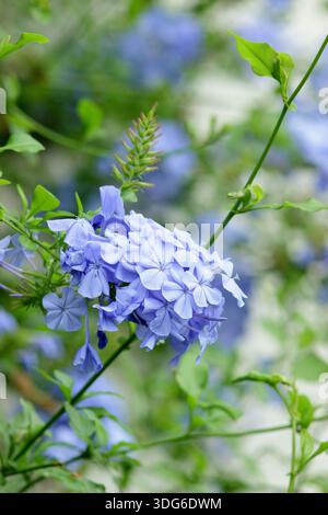 Plumbago auriculata. Arbusto sempreverde da arrampicata del Capo apprezzato per racemi di fiori blu. Chiamato anche Plumbago capensis Foto Stock