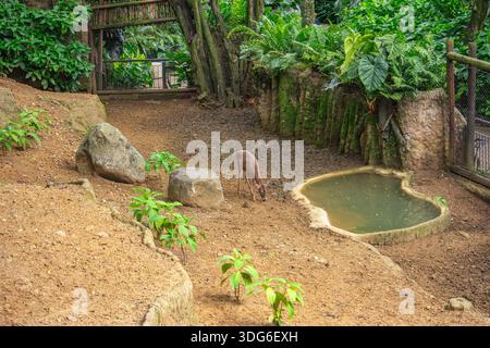 Una tranquilla scena faunistica allo Zoo di Cali, caratterizzata da una vegetazione lussureggiante e da un piccolo animale vicino a uno stagno d'acqua. Foto Stock