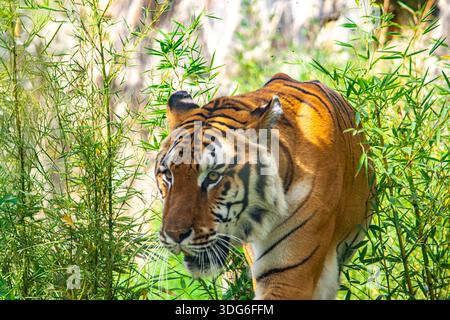 Un primo piano di una tigre che si muove attraverso la vegetazione lussureggiante dello Zoo di Cali, Colombia, mostrando la sua potente presenza e le sue caratteristiche sorprendenti. Foto Stock