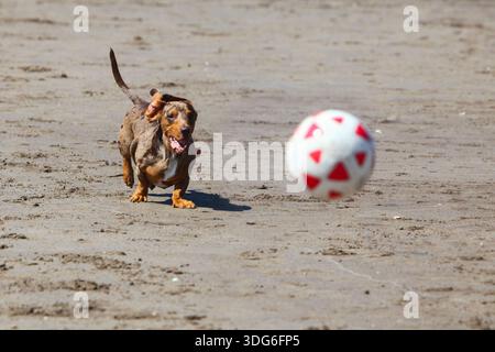 Dachshund gioca energicamente su una spiaggia sabbiosa, inseguendo un pallone da calcio rosso e bianco. Foto Stock