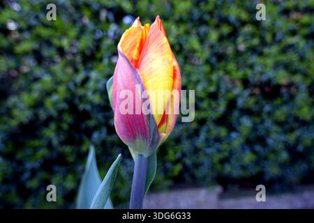 Single Yellow & Red Tulipa "United States" (tulipani) coltivati in un cottage Garden inglese nel Lancashire, Inghilterra, Regno Unito Foto Stock
