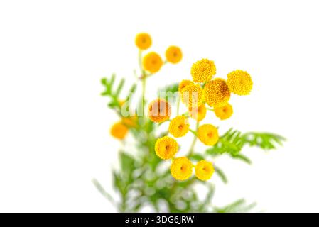 Fioritura di tansy su sfondo bianco Foto Stock