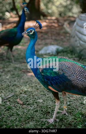 Il peafowl indiano o Pavo cristatus, noto anche come il peafowl comune o il peafowl blu. Foto Stock