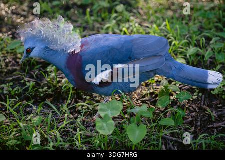 Victoria ha incoronato Pigeon con piume blu nella natura selvaggia Foto Stock