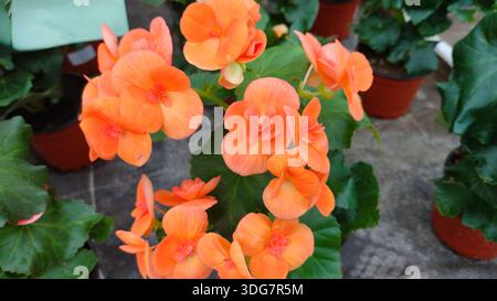 Bouquet di arancia Begonia Elatior Britt fiori scuri in vaso. La pentola è marrone. Foto Stock