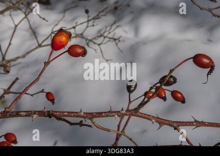 Frutti di palissandro con rami e spine in inverno con neve sullo sfondo Foto Stock