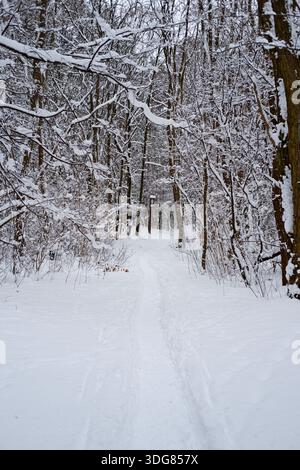 Stretto sentiero innevato attraverso foreste decidue senza fronzoli, impronte profonde nella neve bianca soffice, vista verticale, luce invernale coperta, tronchi marroni. Foto Stock