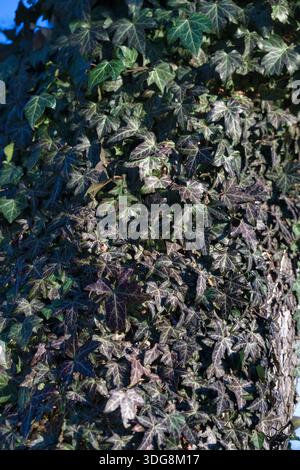 Primo piano di edera densa (Hedera Helix) che cresce su un tronco di albero. Foto Stock