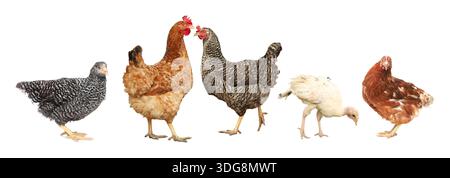 Galline e polli su sfondo bianco. Uccelli domestici Foto Stock
