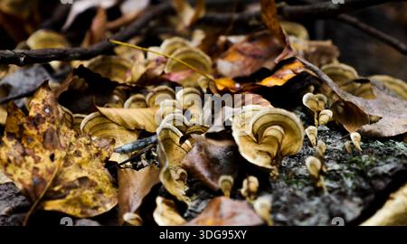 Foglie autunnali cadute sparse sulla superficie verde della palude creando una texture naturale stagionale. Foto Stock