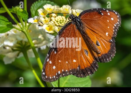Farfalla della Regina maschile (Danaus gilippus) nella Butterfly House presso il Giardino Botanico di Huntsville, Alabama. (USA) Foto Stock