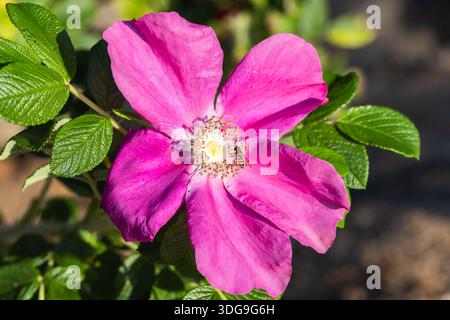 Un vivido primo piano di un fiore rosa brillante con un centro giallo, circondato da foglie verdi lucide piccolo hoverfly è su petali. Syrphus ribesii e Ros Foto Stock