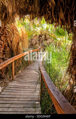 Una passerella in legno con un baldacchino nella giungla sopra di essa. La passerella è fiancheggiata da erba alta e palme Foto Stock
