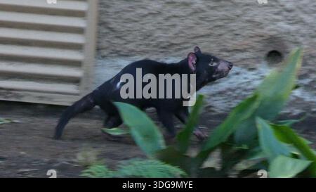 Los Angeles, California, USA 14 gennaio 2026 Tasmanian Devil at LA Zoo il 14 gennaio 2026 a Los Angeles, California, USA. Foto di Barry King/Alamy Stock Photo Foto Stock