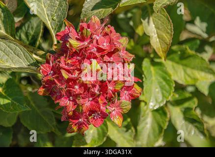 Primo piano di un'ortensia mista rossa e verde (Hydranges Macrophylla) in fiore nel giardino Foto Stock