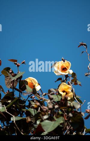 Cima di Cottonwood tree, hibiscus nativo (Hibiscus tiliaceus), fiori giallo pallido. Cielo soleggiato e blu. Giardino, Queensland, Australia. Spazio di copia Foto Stock